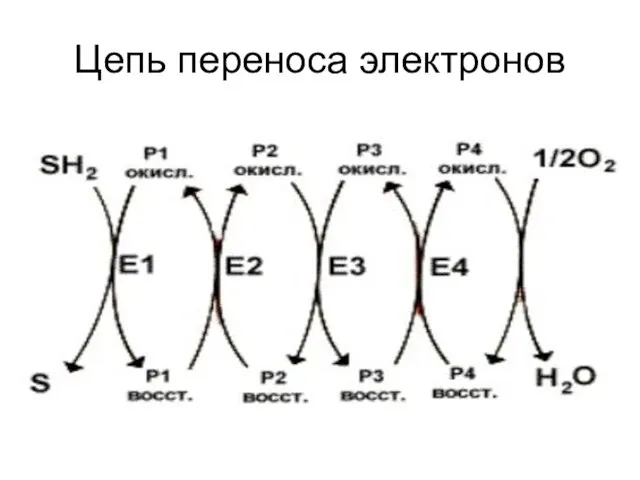 Цепь переноса электронов