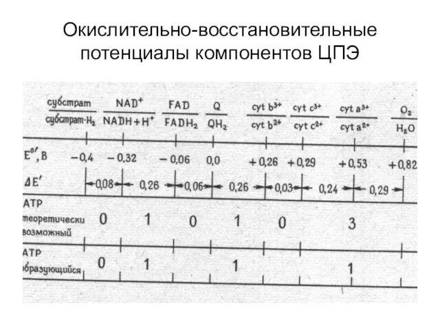 Окислительно-восстановительные потенциалы компонентов ЦПЭ