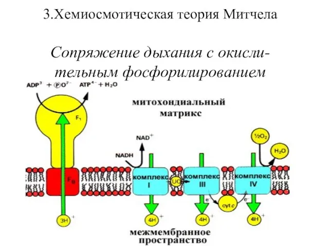 3.Хемиосмотическая теория Митчела Сопряжение дыхания с окисли-тельным фосфорилированием