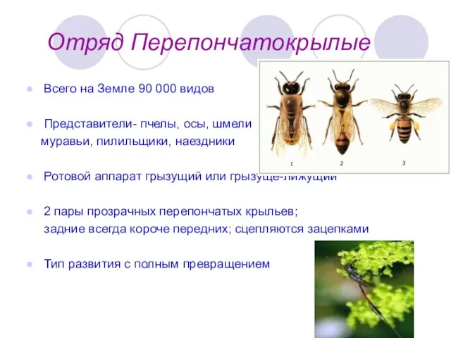 Отряд Перепончатокрылые Всего на Земле 90 000 видов Представители- пчелы, осы, шмели