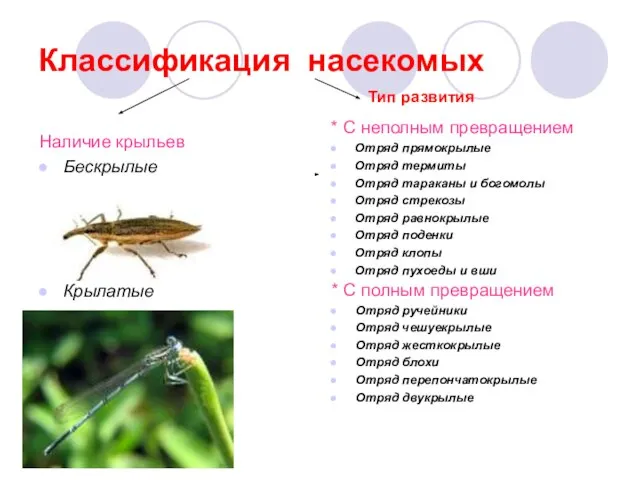 Классификация насекомых Наличие крыльев Бескрылые Крылатые * С неполным превращением Отряд прямокрылые