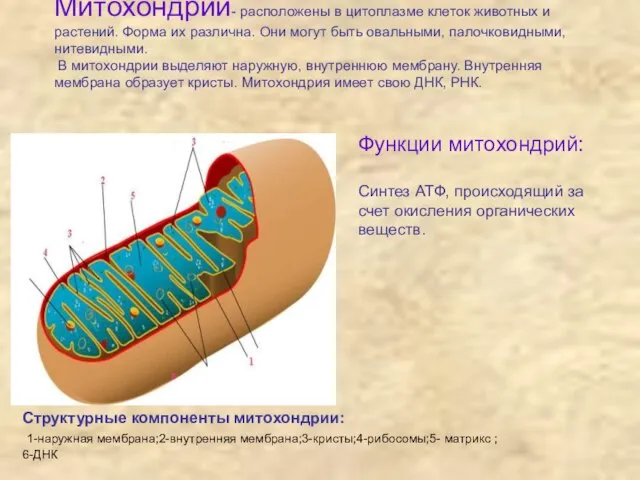 Митохондрии- расположены в цитоплазме клеток животных и растений. Форма их различна. Они