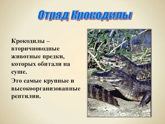 Крокодилы – вторичноводные животные предки, которых обитали на суше. Это самые крупные