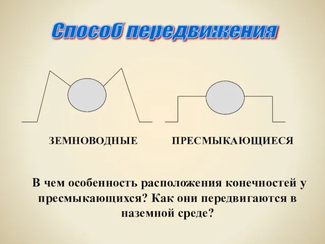 В чем особенность расположения конечностей у пресмыкающихся? Как они передвигаются в наземной