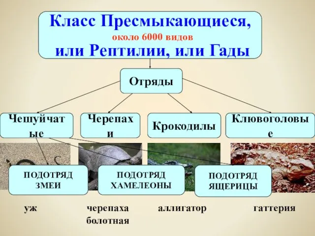 Класс Пресмыкающиеся, или Рептилии, или Гады около 6000 видов Чешуйчатые Черепахи Отряды