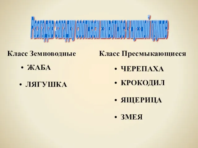 Разгадав загадку соотнеси животное к нужной группе ЖАБА Класс Земноводные ЧЕРЕПАХА КРОКОДИЛ