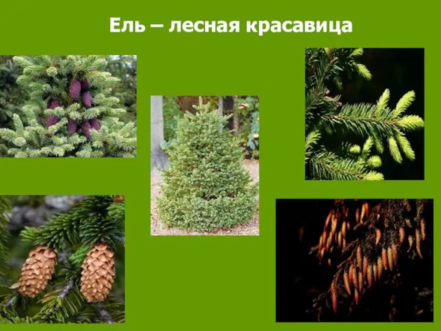 Ель – лесная красавица