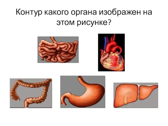 Контур какого органа изображен на этом рисунке?