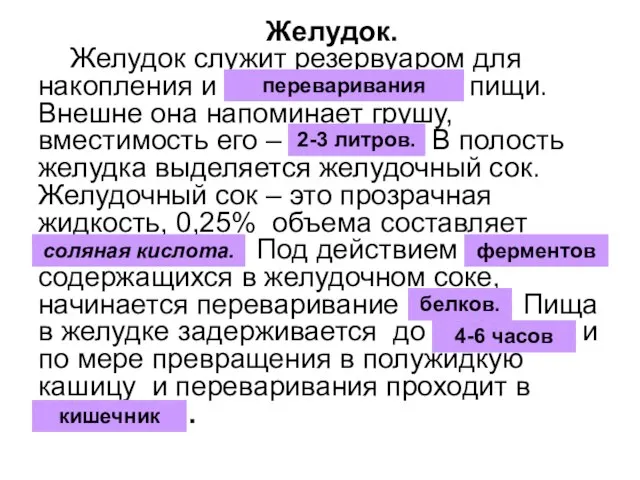 Желудок. Желудок служит резервуаром для накопления и обезвреживания пищи. Внешне она напоминает