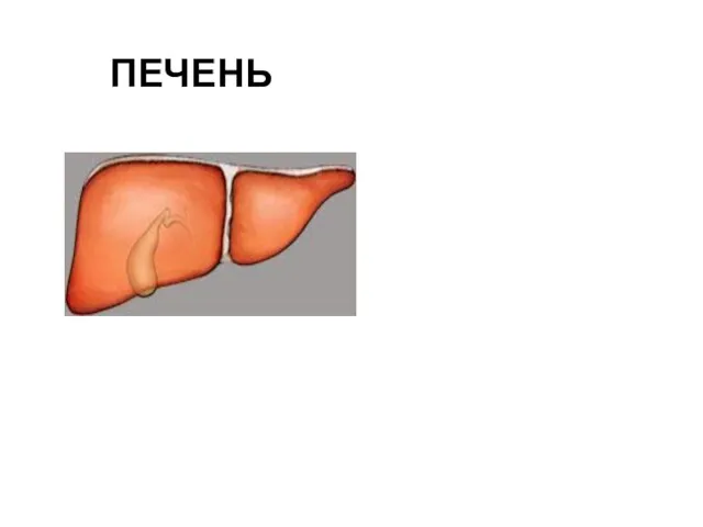 ПЕЧЕНЬ