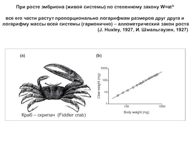 При росте эмбриона (живой системы) по степенному закону W=atb все его части