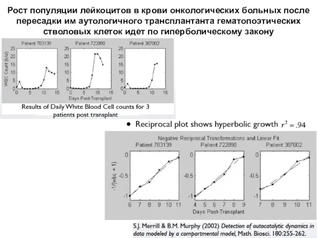 Рост популяции лейкоцитов в крови онкологических больных после пересадки им аутологичного трансплантанта