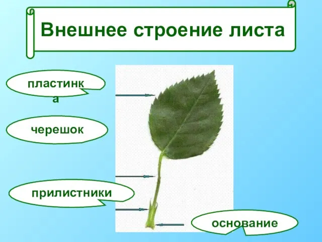 Внешнее строение листа основание пластинка черешок прилистники