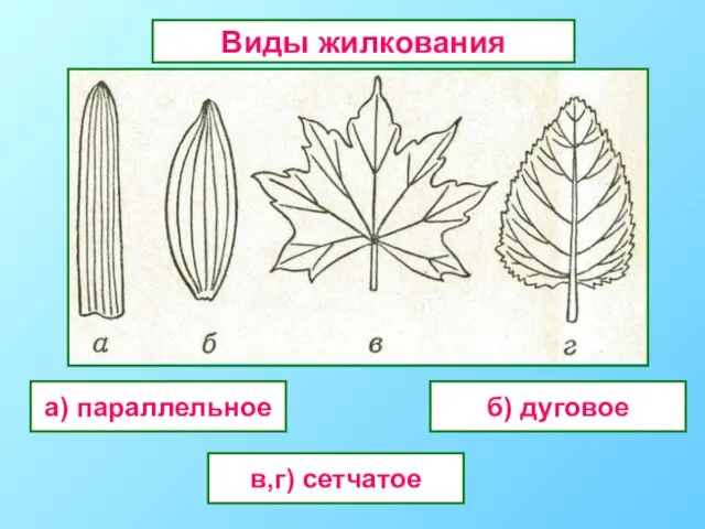 а) параллельное в,г) сетчатое б) дуговое Виды жилкования