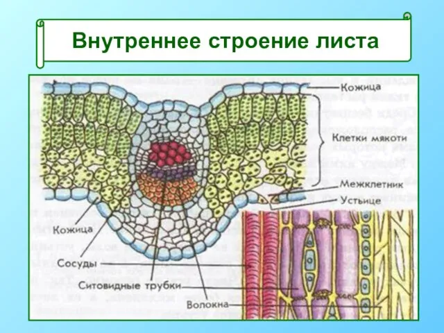 Внутреннее строение листа