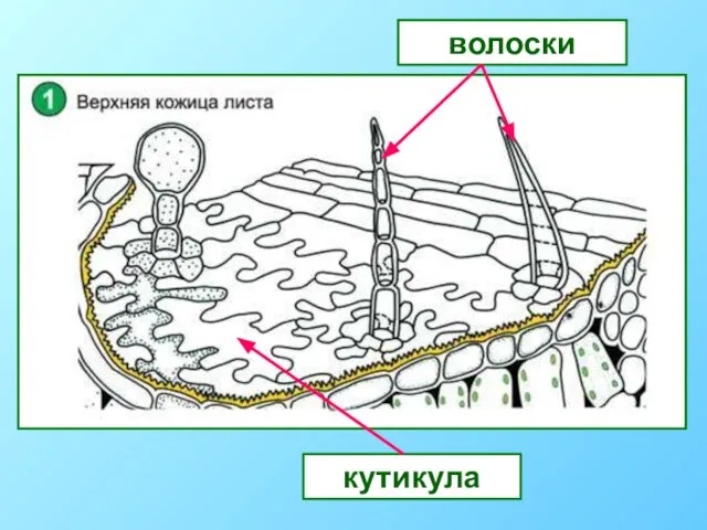 кутикула волоски