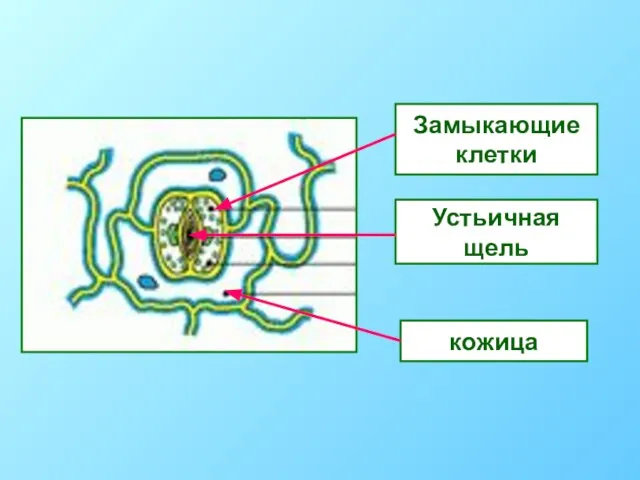 Замыкающие клетки Устьичная щель кожица