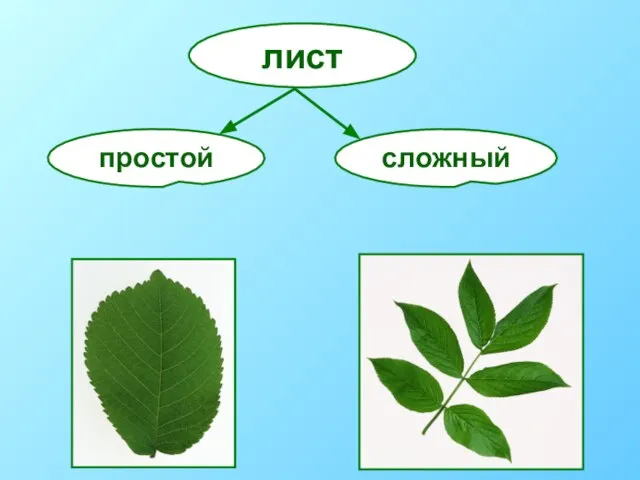 лист простой сложный