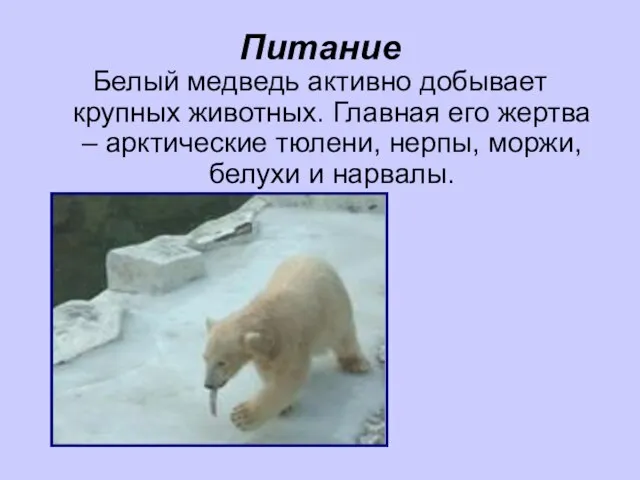 Питание Белый медведь активно добывает крупных животных. Главная его жертва – арктические