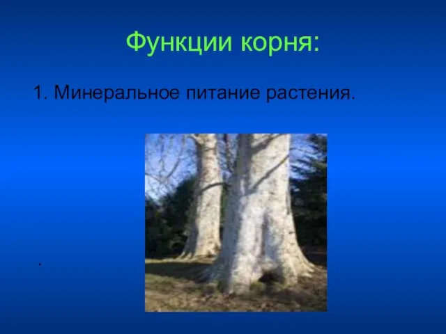 Функции корня: 1. Минеральное питание растения. .