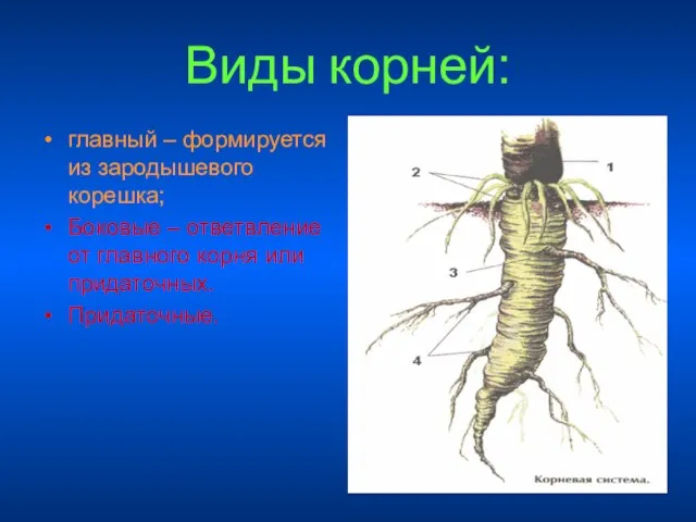 Виды корней: главный – формируется из зародышевого корешка; Боковые – ответвление от