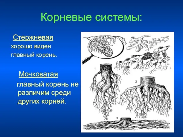 Корневые системы: Стержневая хорошо виден главный корень. Мочковатая главный корень не различим среди других корней.