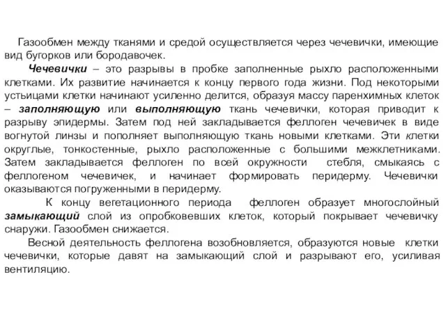 Газообмен между тканями и средой осуществляется через чечевички, имеющие вид бугорков или