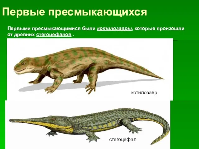 Первые пресмыкающихся Первыми пресмыкающимися были котилозавры, которые произошли от древних стегоцефалов . котилозавр стегоцефал