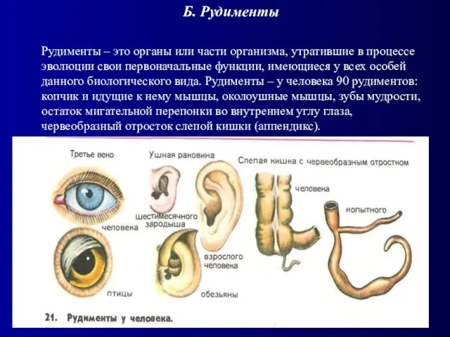 Б. Рудименты Рудименты – это органы или части организма, утратившие в процессе