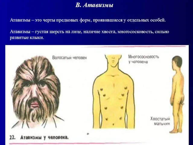 Атавизмы – это черты предковых форм, проявившиеся у отдельных особей. Атавизмы –