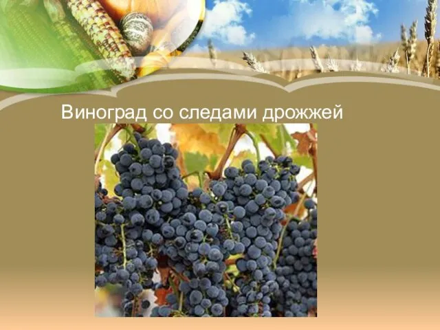 Виноград со следами дрожжей