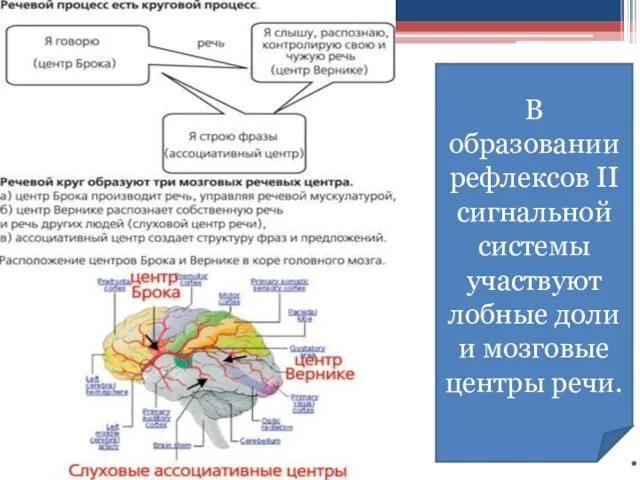 В образовании рефлексов II сигнальной системы участвуют лобные доли и мозговые центры речи.