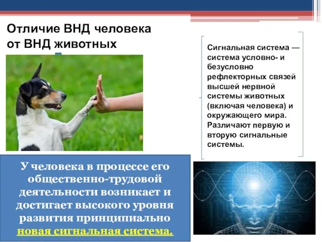 Отличие ВНД человека от ВНД животных У человека в процессе его общественно-трудовой