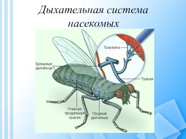 Дыхательная система насекомых