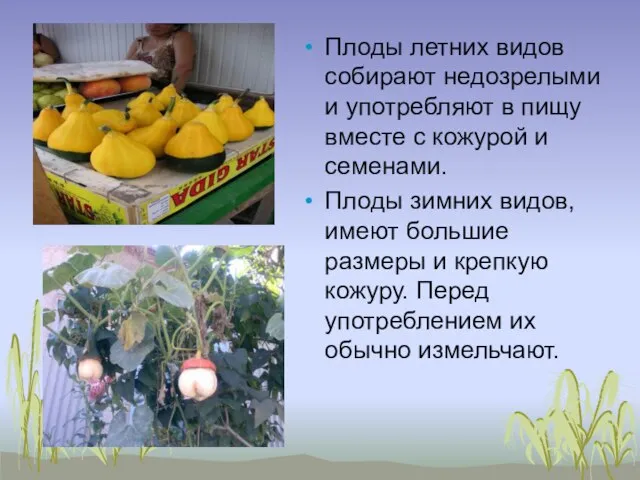 Плоды летних видов собирают недозрелыми и употребляют в пищу вместе с кожурой