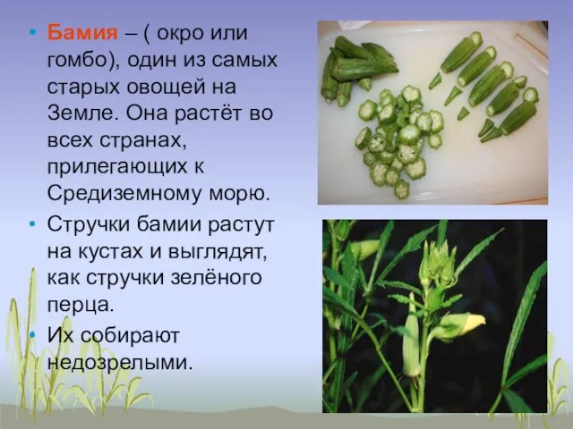 Бамия – ( окро или гомбо), один из самых старых овощей на