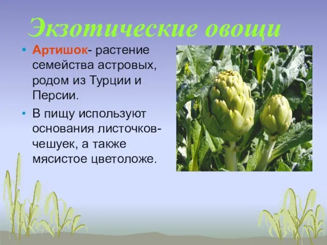 Экзотические овощи Артишок- растение семейства астровых, родом из Турции и Персии. В