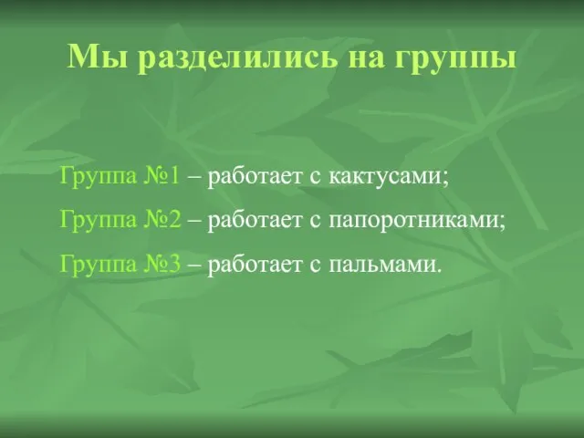 Мы разделились на группы Группа №1 – работает с кактусами; Группа №2