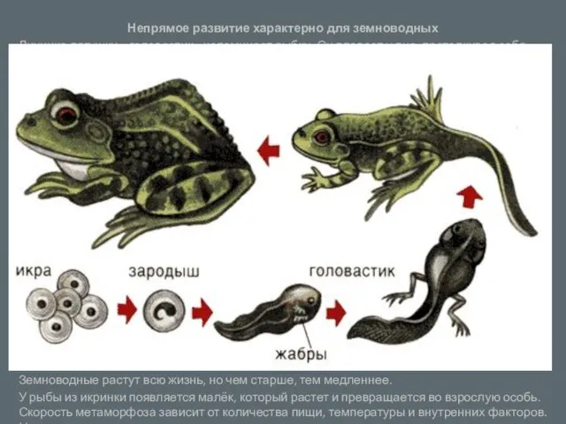 Непрямое развитие характерно для земноводных Личинка лягушки – головастик - напоминает рыбку.