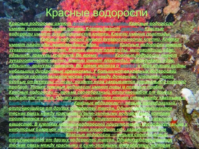 Красные водоросли Красные водоросли имеют эукариотические клеткиКрасные водоросли имеют эукариотические клетки. Клетки