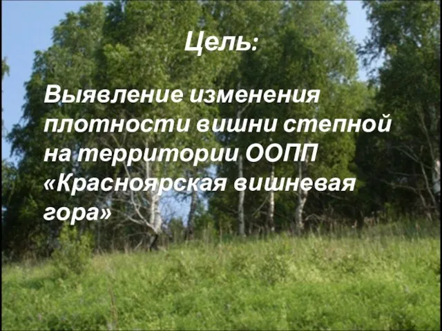 Цель: Выявление изменения плотности вишни степной на территории ООПП «Красноярская вишневая гора»