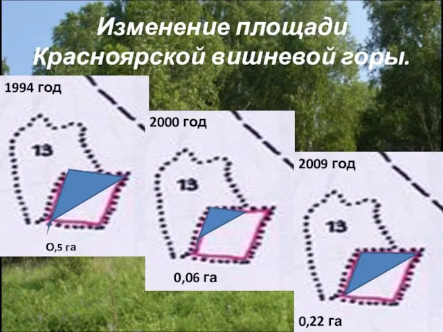 Изменение площади Красноярской вишневой горы. 1994 год 2000 год 2009 год 0,06