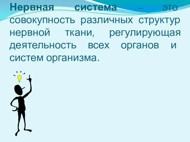 Нервная система – это совокупность различных структур нервной ткани, регулирующая деятельность всех органов и систем организма.