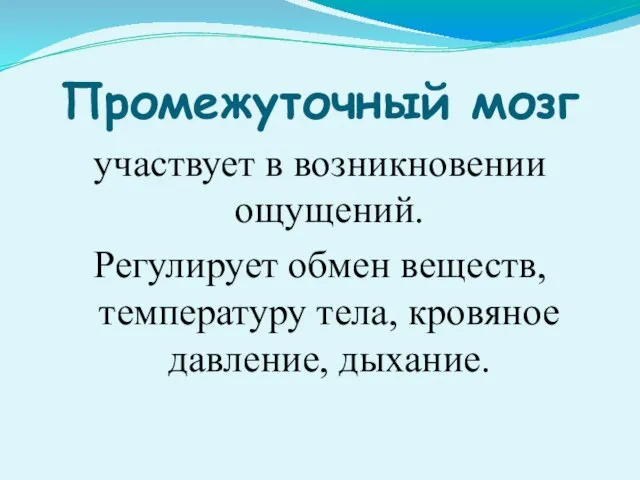 Промежуточный мозг участвует в возникновении ощущений. Регулирует обмен веществ, температуру тела, кровяное давление, дыхание.