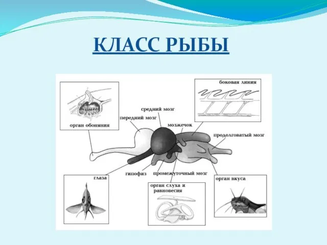 КЛАСС РЫБЫ