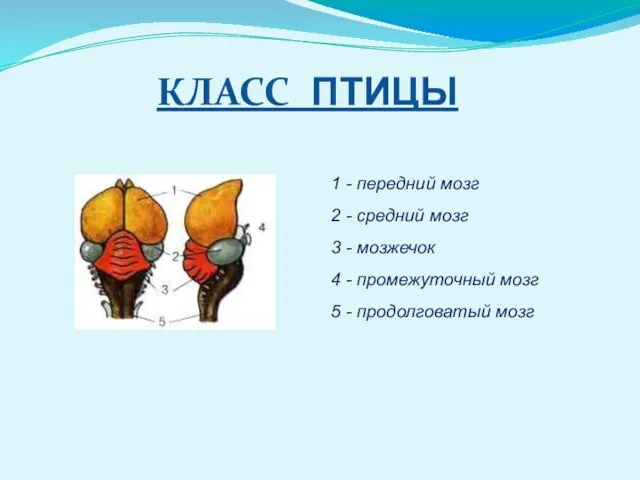 КЛАСС ПТИЦЫ 1 - передний мозг 2 - средний мозг 3 -