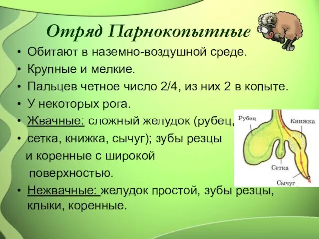 Отряд Парнокопытные Обитают в наземно-воздушной среде. Крупные и мелкие. Пальцев четное число