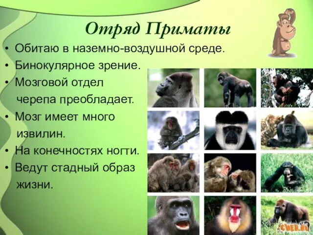 Отряд Приматы Обитаю в наземно-воздушной среде. Бинокулярное зрение. Мозговой отдел черепа преобладает.