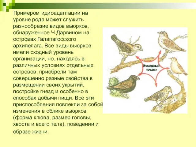 Примером идиоадаптации на уровне рода может служить разнообразие видов вьюрков, обнаруженное Ч.Дарвином