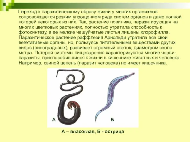 Переход к паразитическому образу жизни у многих организмов сопровождается резким упрощением ряда